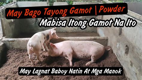 Mabisang Gamot Sa Lagnat Ng Baboy Sipon Halak Ng Manok At Pamamaga Ng