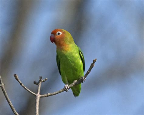 Lilians Lovebird ( Agapornis lilianae) | Lilians Lovebird … | Flickr