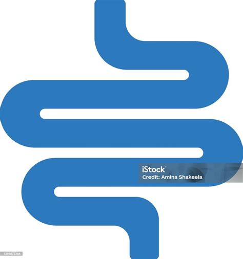 Small Intestine Stock Illustration Download Image Now Anatomy