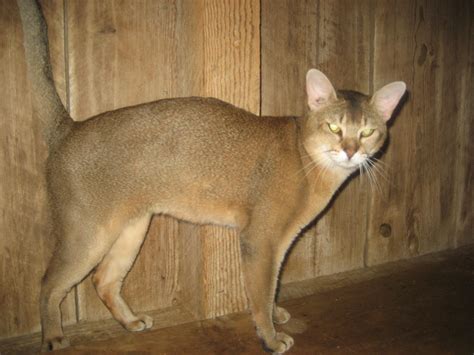 Chausie Cat Breeders and Beautiful Kittens