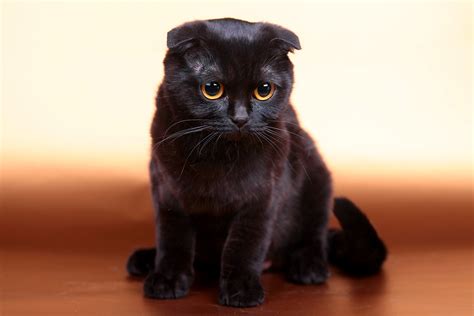 20 Most Expensive Cat Breeds In The World TheCrazyCats