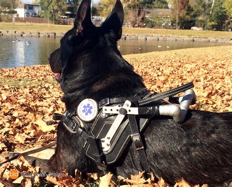 Mobility Support Harness