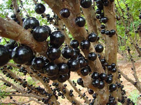 Ceasa Compras Jabuticaba um coquetel de saúde