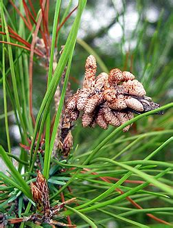 Virginia Tech Dendrology Fact Sheet