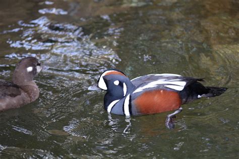 Harlequin Duck Zoochat