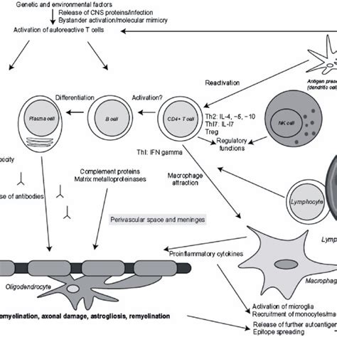 Immunopathogenesis Of Multiple Sclerosis R C Selter B Hemmer