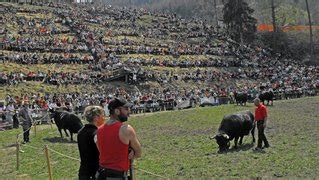 F D Ration Suisse D Levage De La Race D H Rens Combat De Reines D