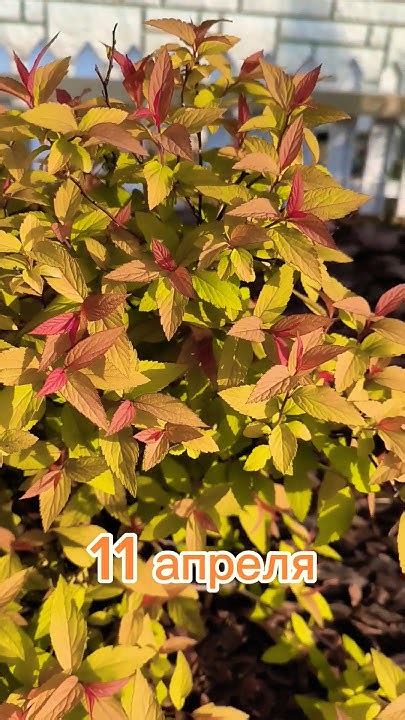 Спирея Голдфайер меняет окраску #растения - YouTube