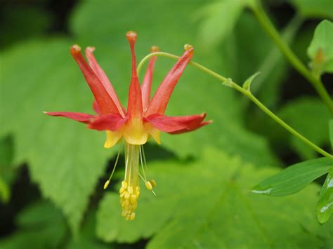 Aquilegia formosa
