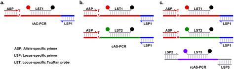 Principles Of Tas Pcr Cas Pcr And Rcas Pcr The Principles Of