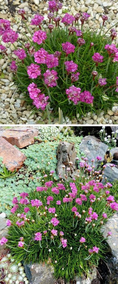 Hoo House Nursery Armeria Maritima Laucheana
