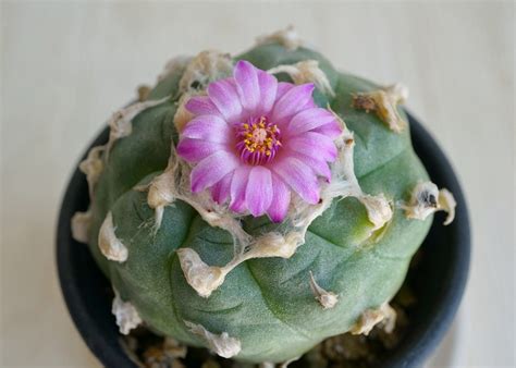 Кактус лофофора: уход в домашних условиях, размножение, виды с фото