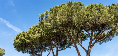 wood forest products bioregions