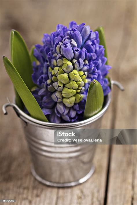 Blue Hyacinth In A Metal Bucket On Wooden Background Stock Photo