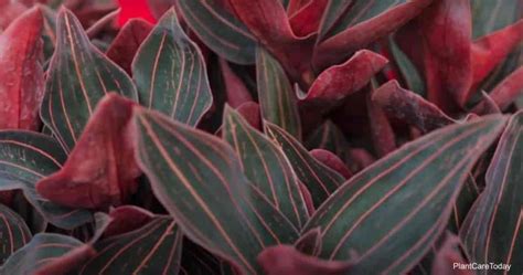 How To Grow Jewel Orchid Ludisia Discolor Care Tips