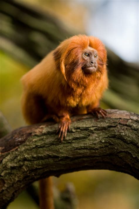 Goldenliontamarinportrait Dr James Borrell
