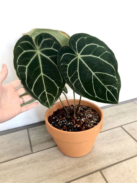 안스리움 크리스탈리넘(Anthurium crystallinum) : 네이버 블로그