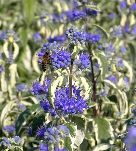 CARYOPTERIS X Clandonensis White Surprise Emerisa Gardens