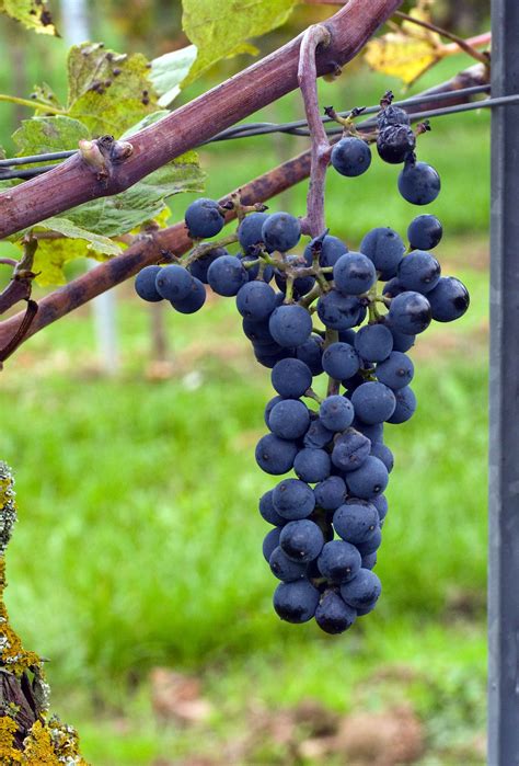 Пинар - сорт винограда