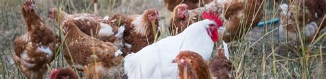 Bird Flu Continues To Wreak Havoc On Australian Poultry Industry The