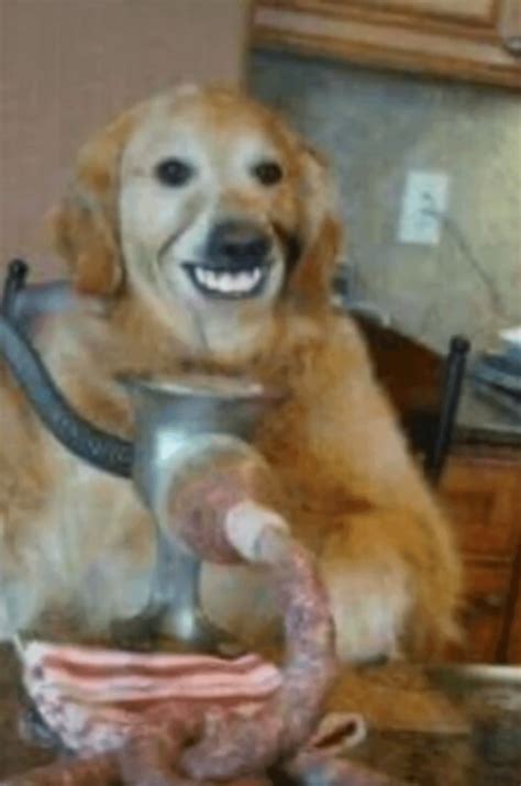 Cursed Dog Rcursedimages