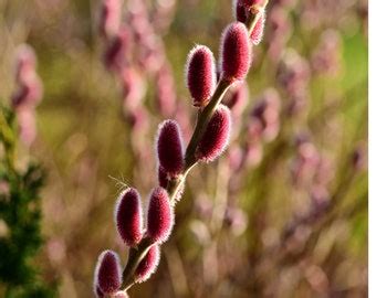 Pink Pussy Willow Etsy