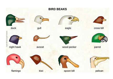 Bird Beaks Investigate How Different Types Of Beaks Are - Lesson Plans