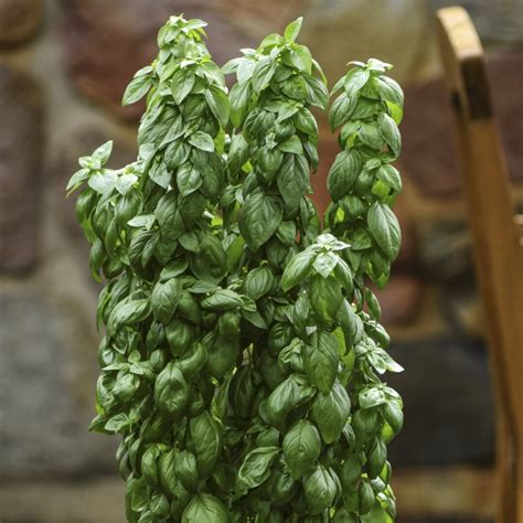 Basil 'Everleaf Emerald Towers' (Ocimum basilicum) - MyGardenLife