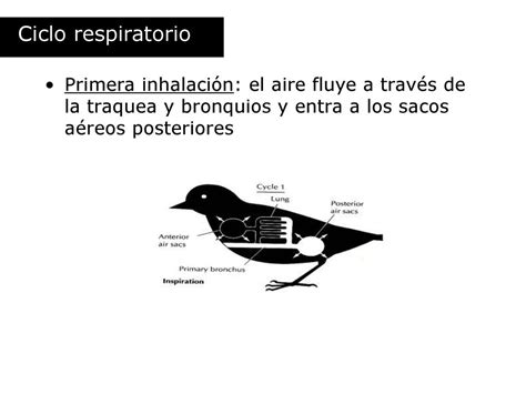 Sistema Respiratorio Biologia Discovery Ppt Descargar