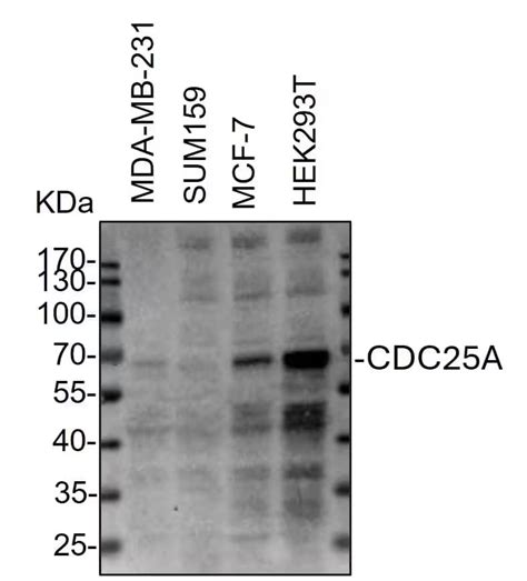 cdca antibody bsa  nb   novus part  bio techne