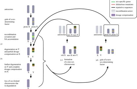 Figure From Sex Chromosome Evolution Historical Insights And Future Perspectives Semantic