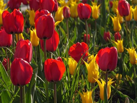 Premium Photo Tulips At Spring