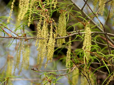 Willow Oak — Houston Area Urban Forestry Council