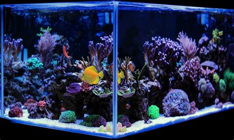 heres    customize  fish tank fish tanks direct