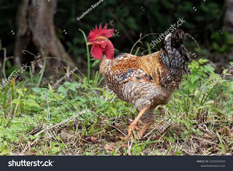 View Naked Neck Rooster Beautiful Feathers Stock Photo Shutterstock