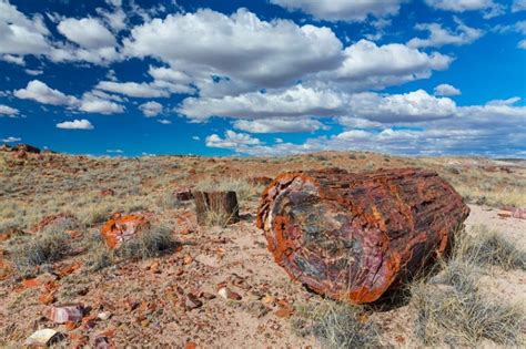 The Ultimate Guide To Petrified Wood (What It Is and How It's Made) - Rock Seeker