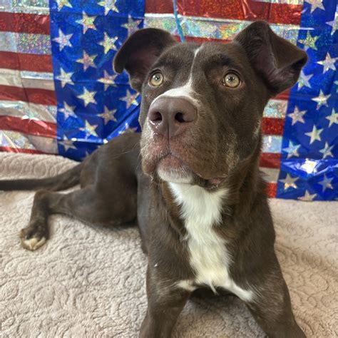 kalamazoo mi animal shelter 10