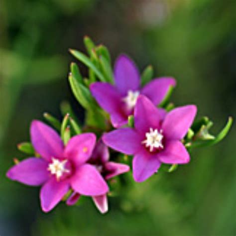 Crowea Exalata Candy Stars Wholesale Nursery Nurseries In Melbourne