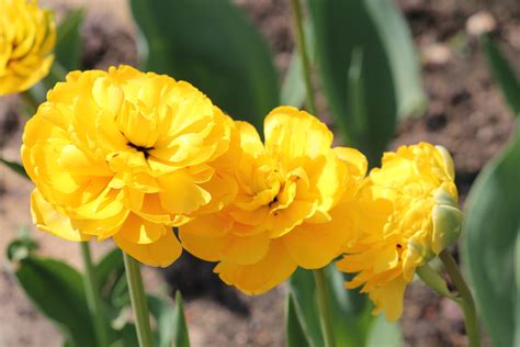 Тюльпан 'Yellow Pompenette' (Елоу Помпонетт) | BOTSAD.BY