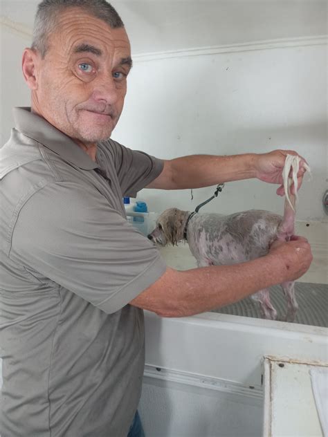 Anal Gland Express Lake Elsinore CA Patch