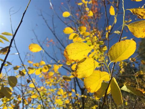 Golden Autumn Leaves - Free photo on Pixabay - Pixabay