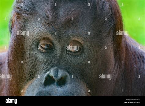 Friendly Orangutan Hi Res Stock Photography And Images Alamy