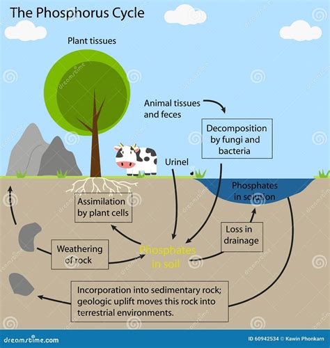 Phosphorus Cycle Diagram