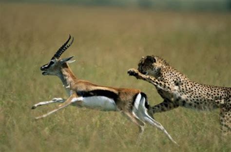 Gepard Gegen Impala Jeder Hat Einen Wettbewerbsvorteil Cheetah