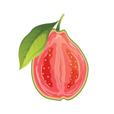 Guayaba Fruta Fresco Comida Dibujos Animados Vector Ilustraci N