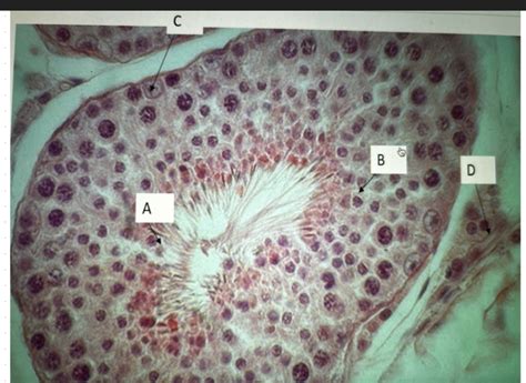 solved  cells labeled   letter   replicate cheggcom