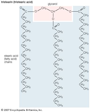 Triglyceride | Fatty Acids, Lipids, Cholesterol | Britannica