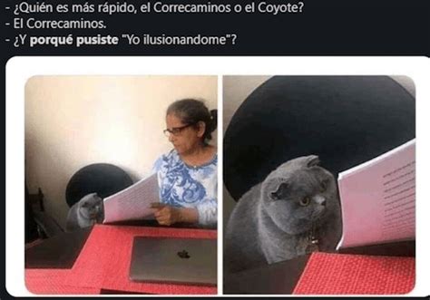16 Memes Del Gatito Que No Puede Resolver El Examen Erizos