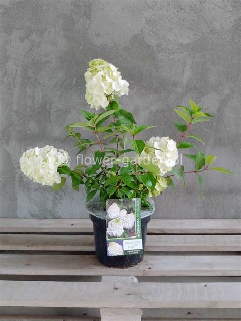Hortensja bukietowa Magical Mont Blanc C3 - ERLI.pl