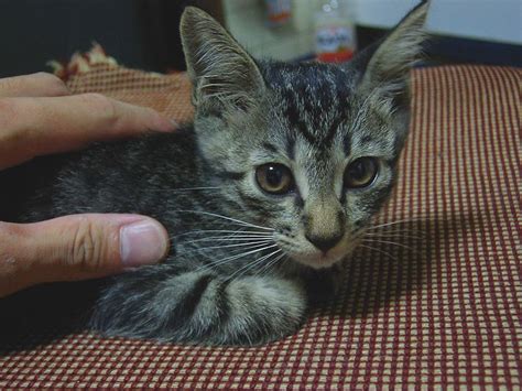 Gay Cats On Twitter 1108818910006 Https T Co BeJpm5xM6i Twitter